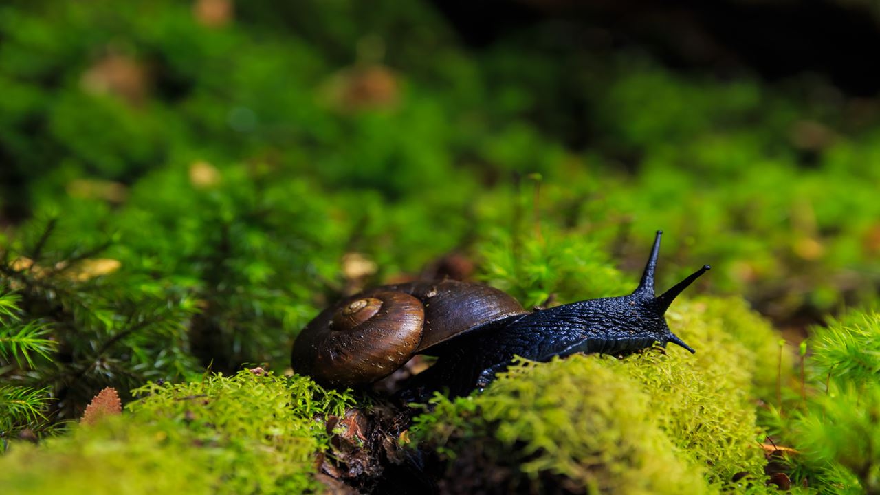 Trekking Huerquehue National Park foto 6