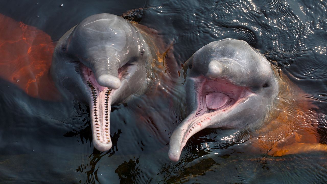 Amazon Dolphins Day Tour (3)