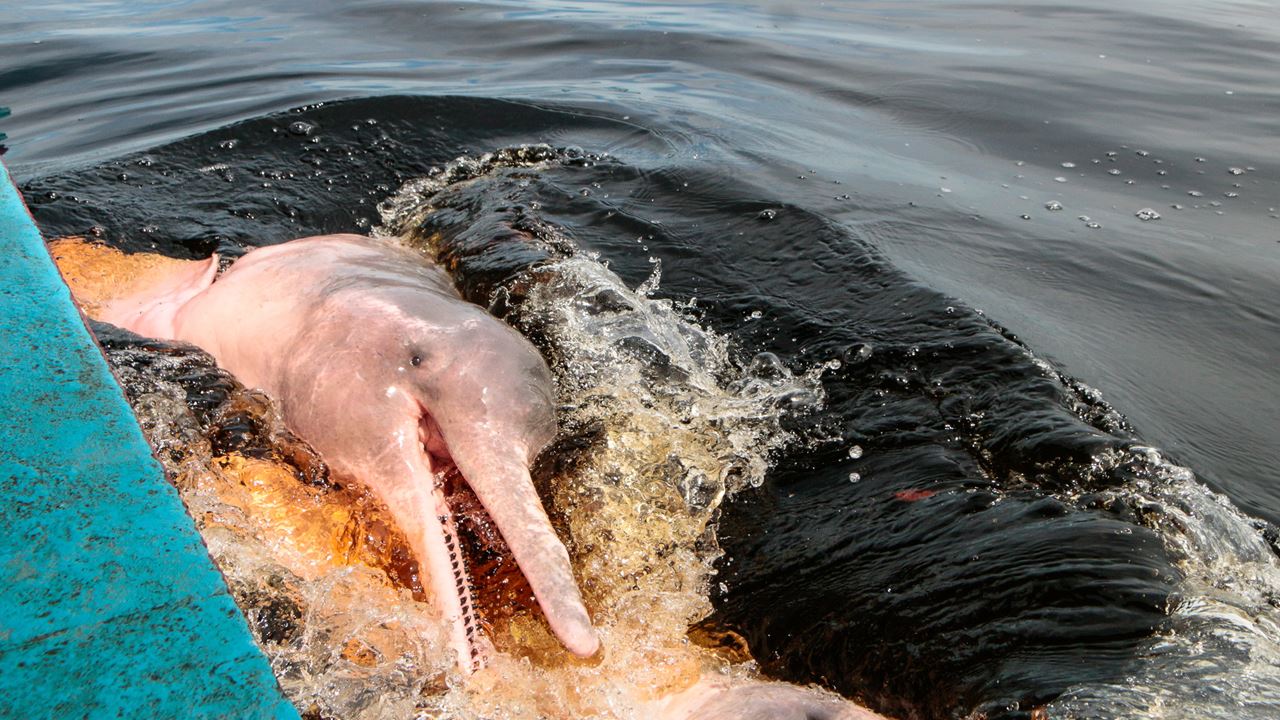 Amazon Dolphins Day Tour (2)