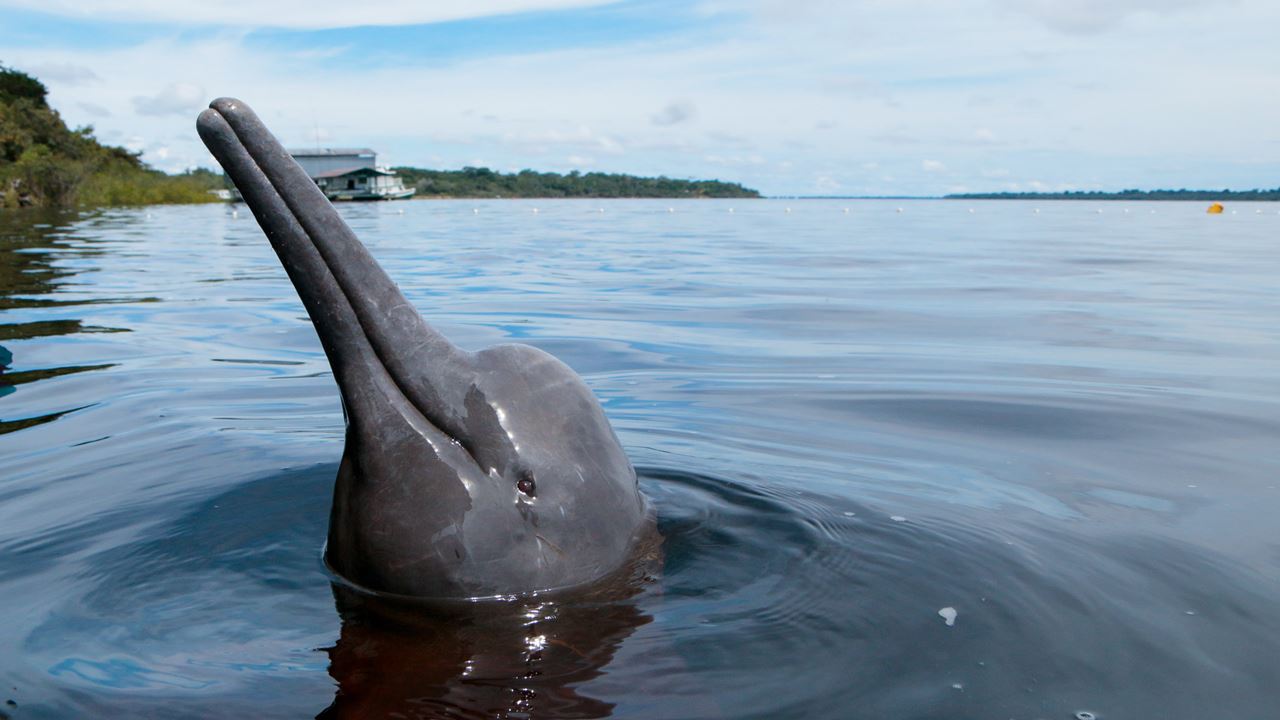 Amazon Dolphins Day Tour (0)