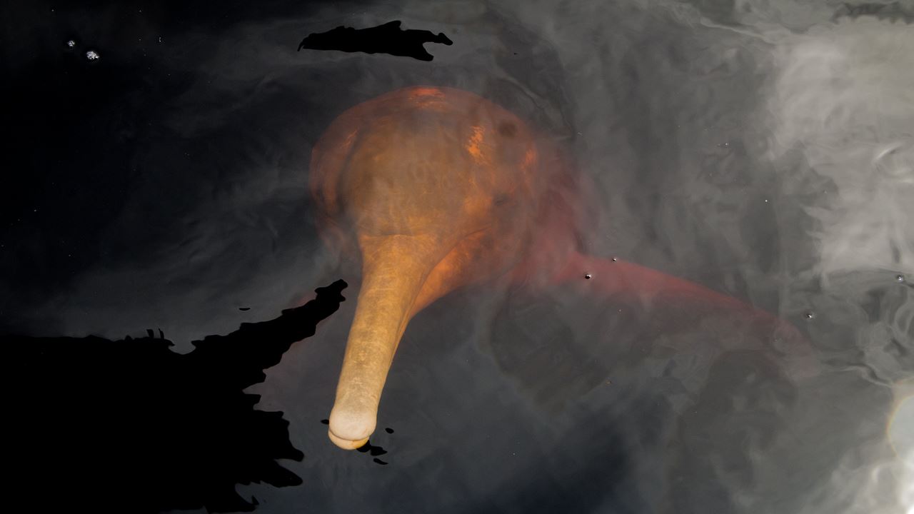 Amazon Dolphins Day Tour (1)