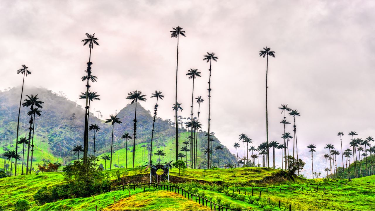 Cocora Valley Coffee: A Must-see Full Day In The Coffee Region foto 3