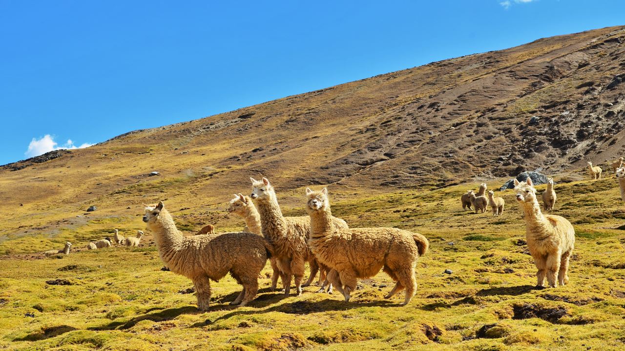 Valle Sagrado De Los Incas, Pisac Y Ollantaytambo Con Almuerzo (8)