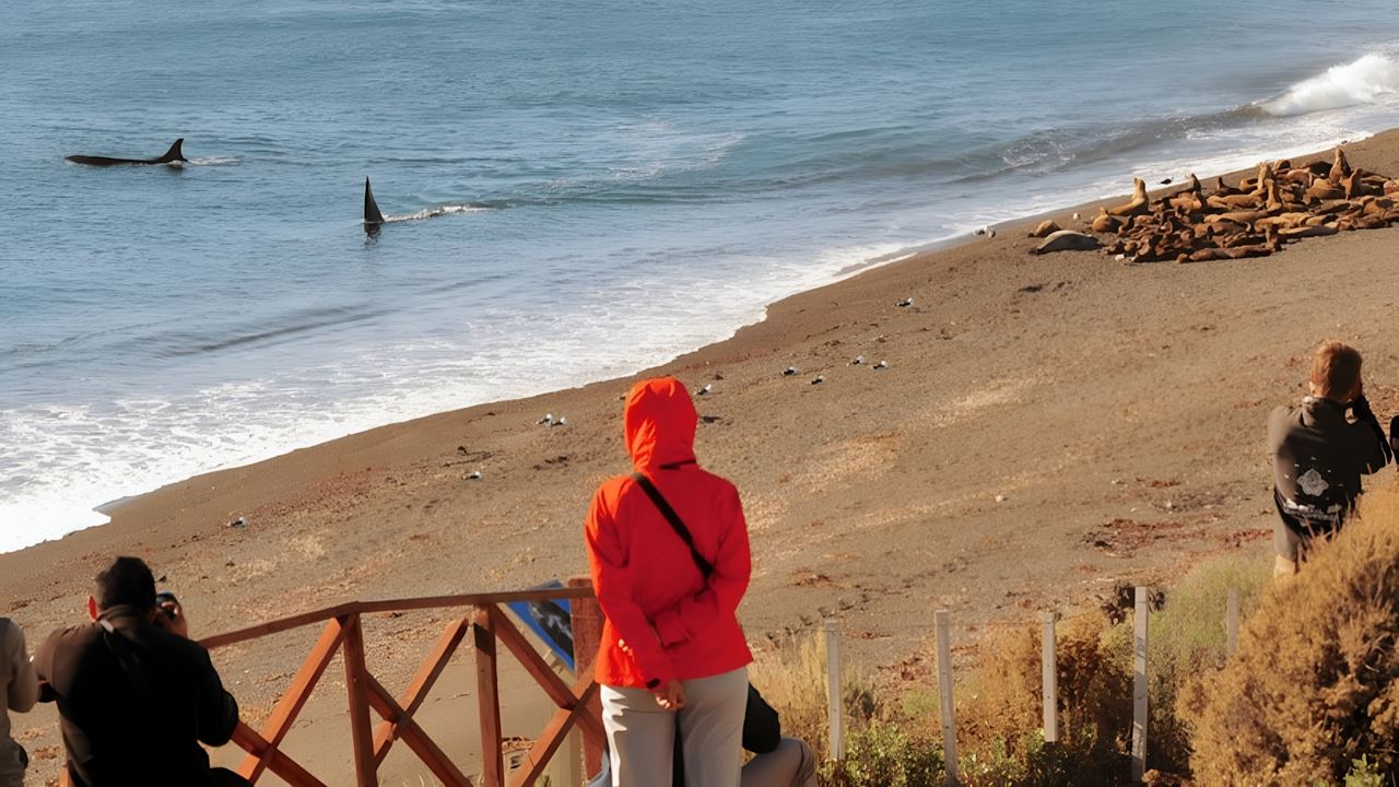 Orcas Watching In Puerto Madryn (1)