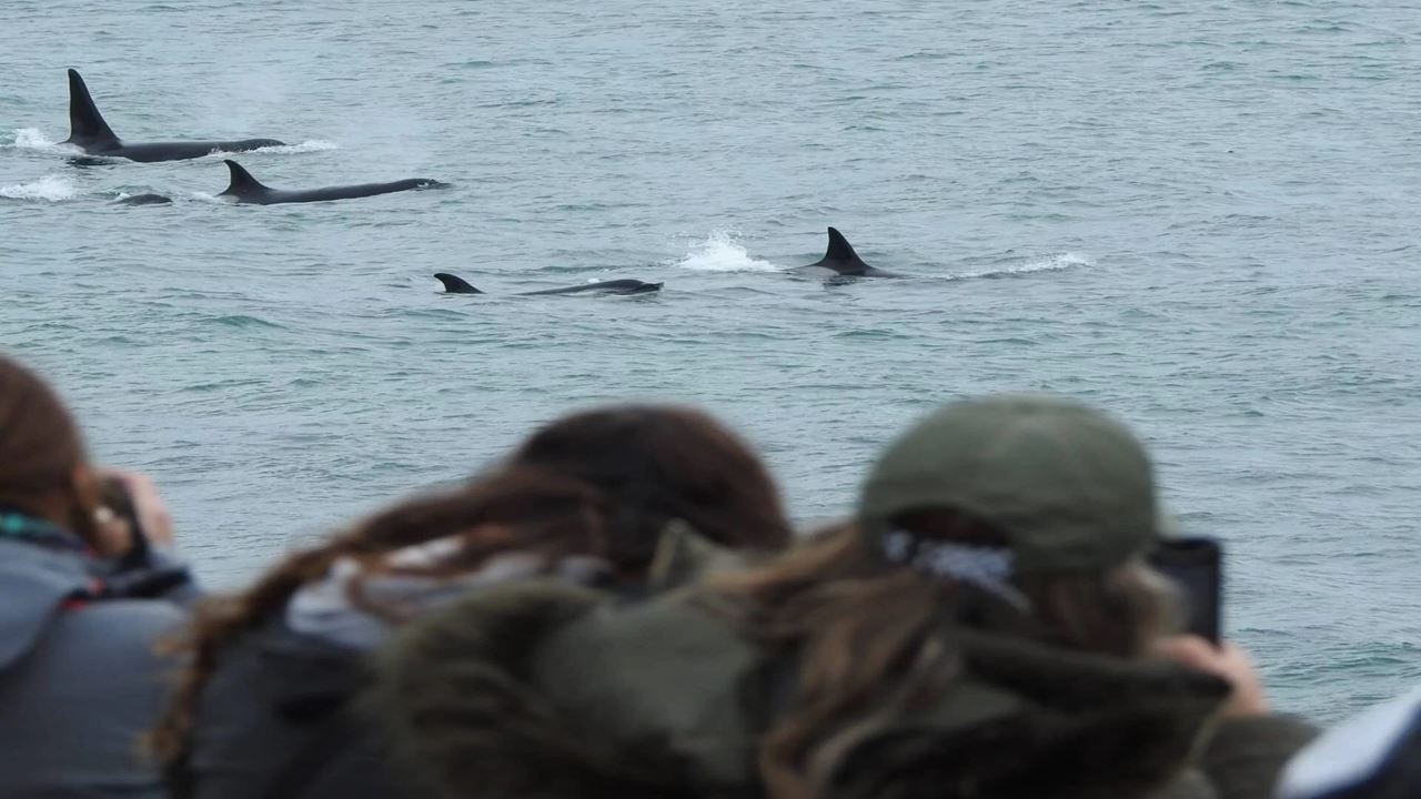 Orcas Watching In Puerto Madryn (4)