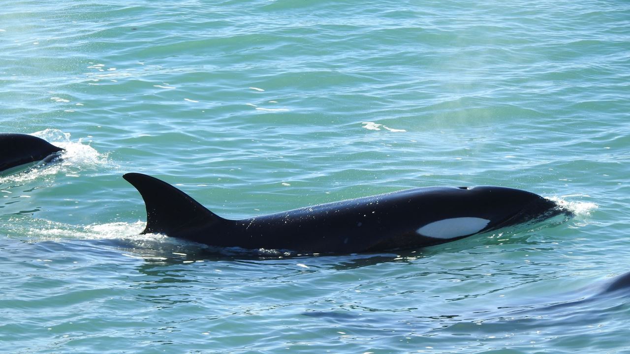 Orcas Watching In Puerto Madryn (2)