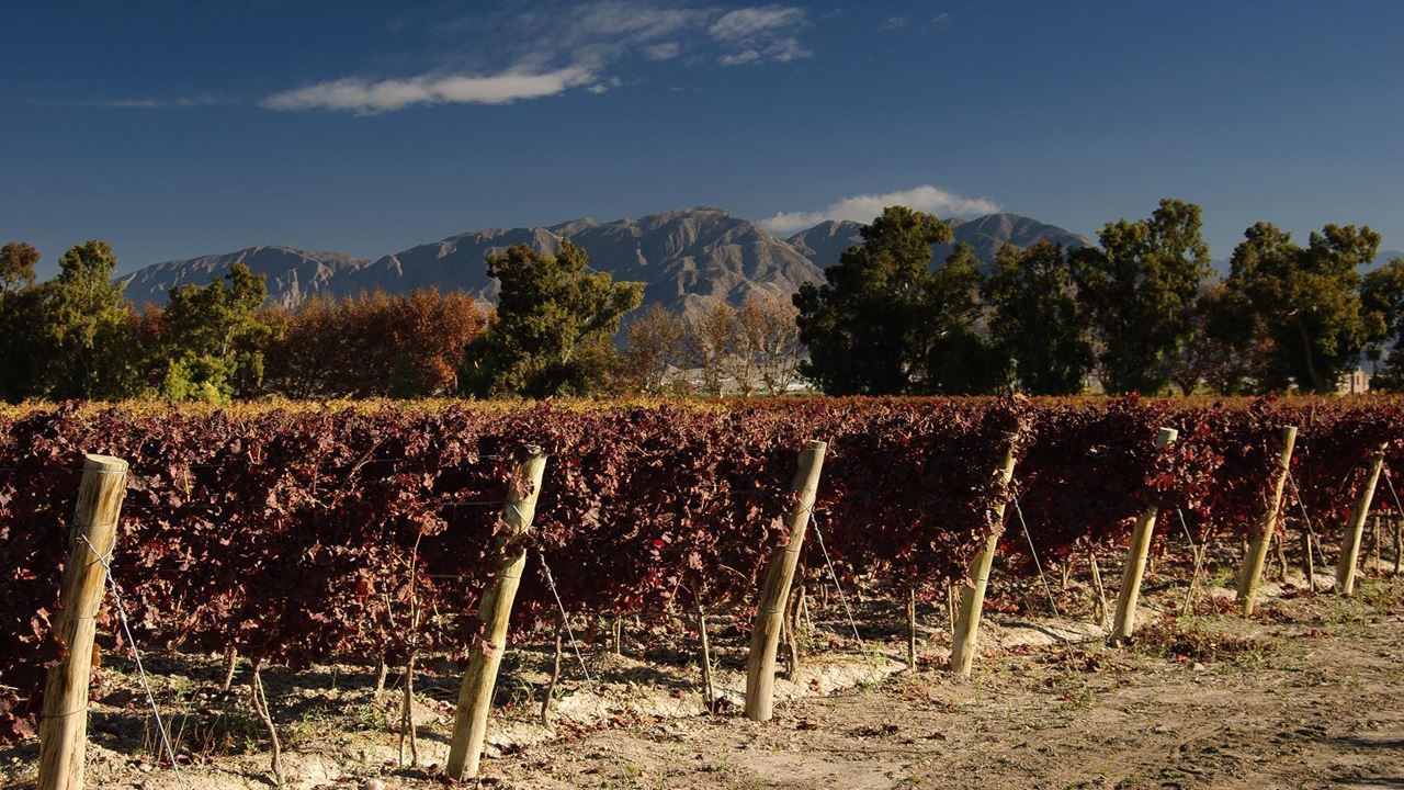 Vineyards And Wineries - Wine Route foto 8