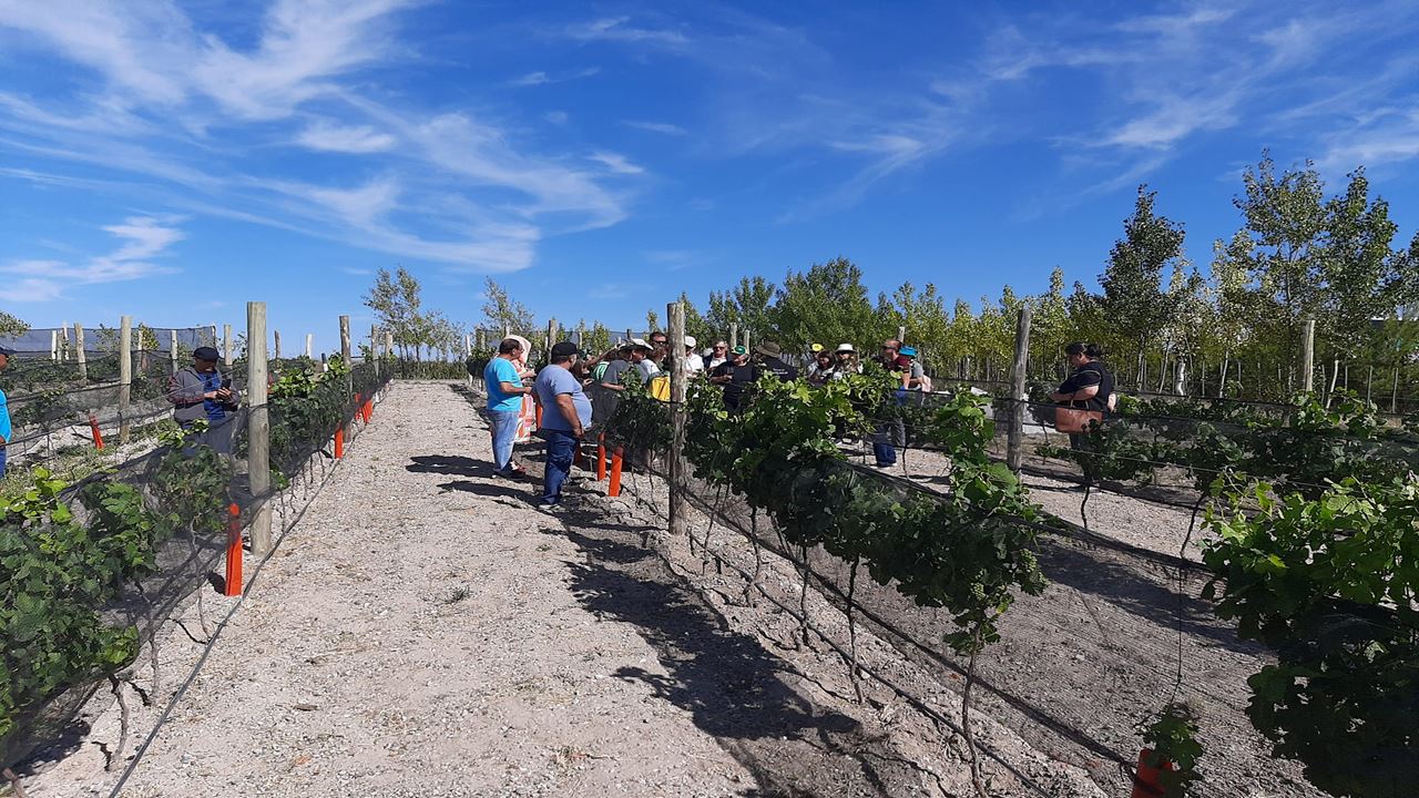 Viñedos Y Pingüinos (3)