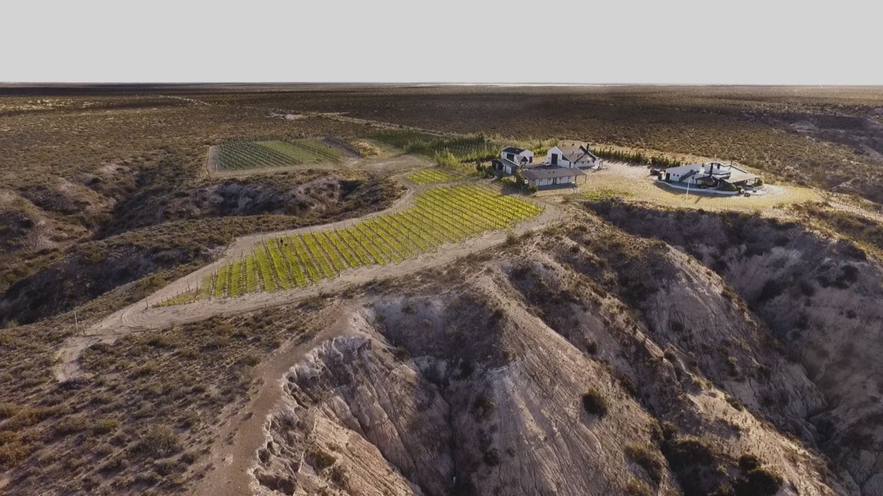 Viñedos Y Pingüinos (2)