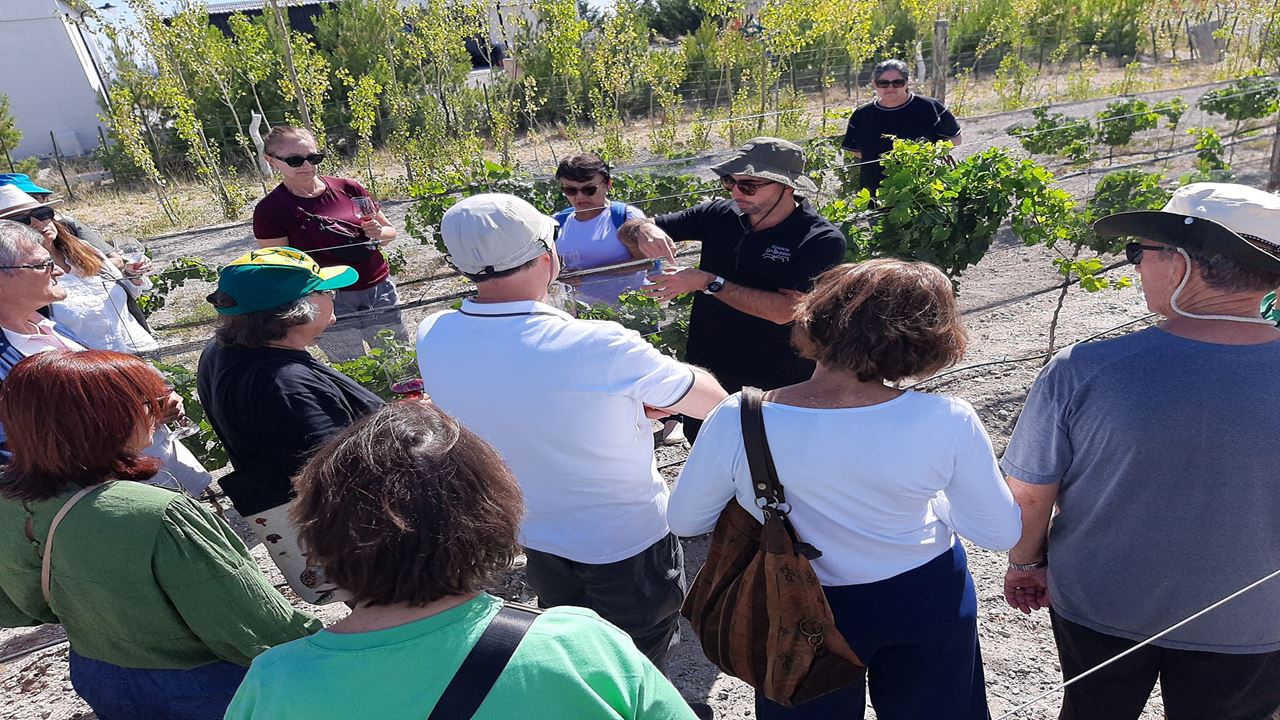 Viñedos Y Pingüinos (1)