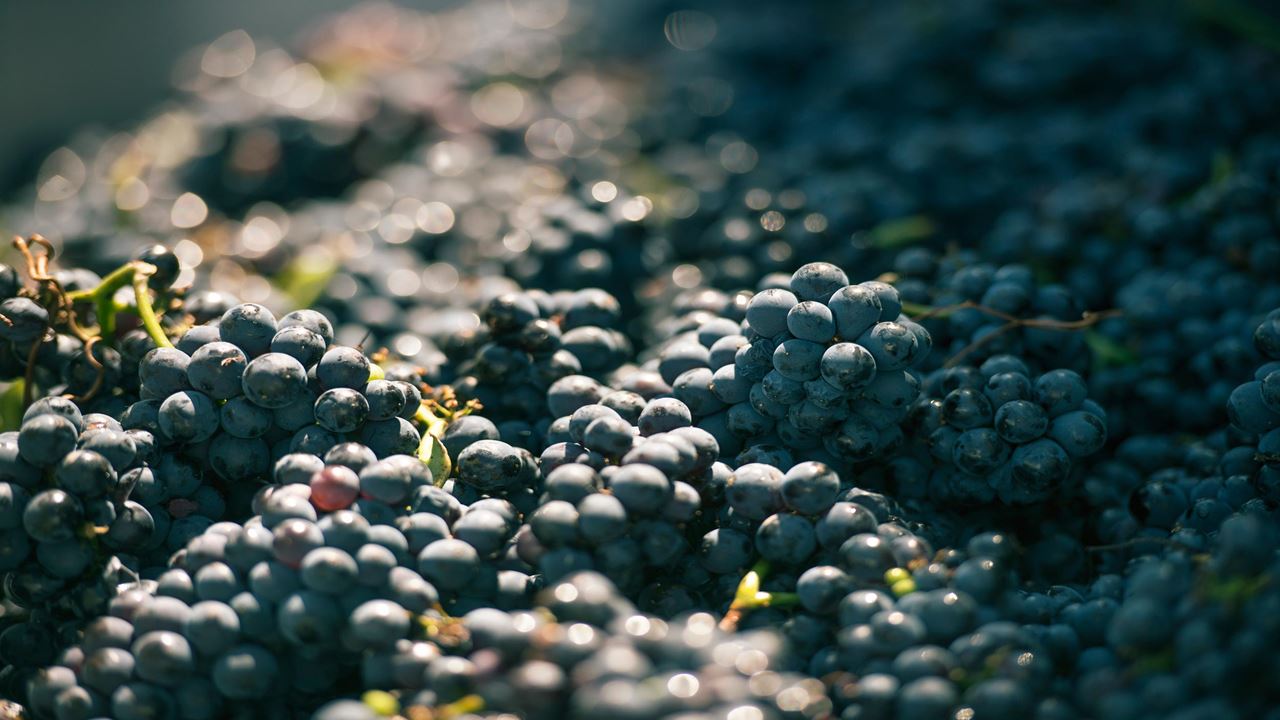 Visit To Cruzat Winery With Wine Tasting foto 6