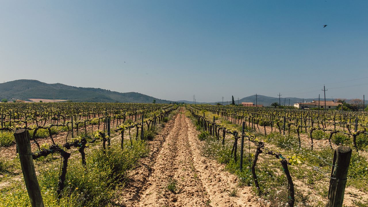 Visita A Bodegas & Degustacion Con Almuerzo (7)