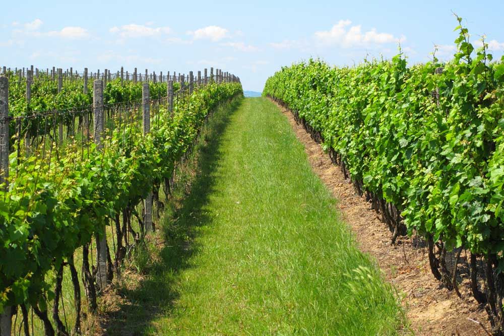 Visita A Bodegas & Degustacion Con Almuerzo (3)