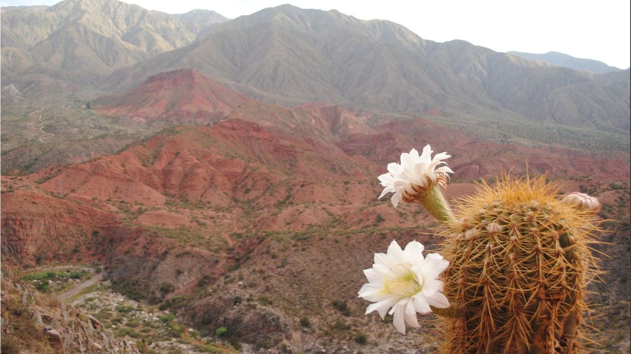 Visita A Chilecito E Cuesta De Miranda foto 8