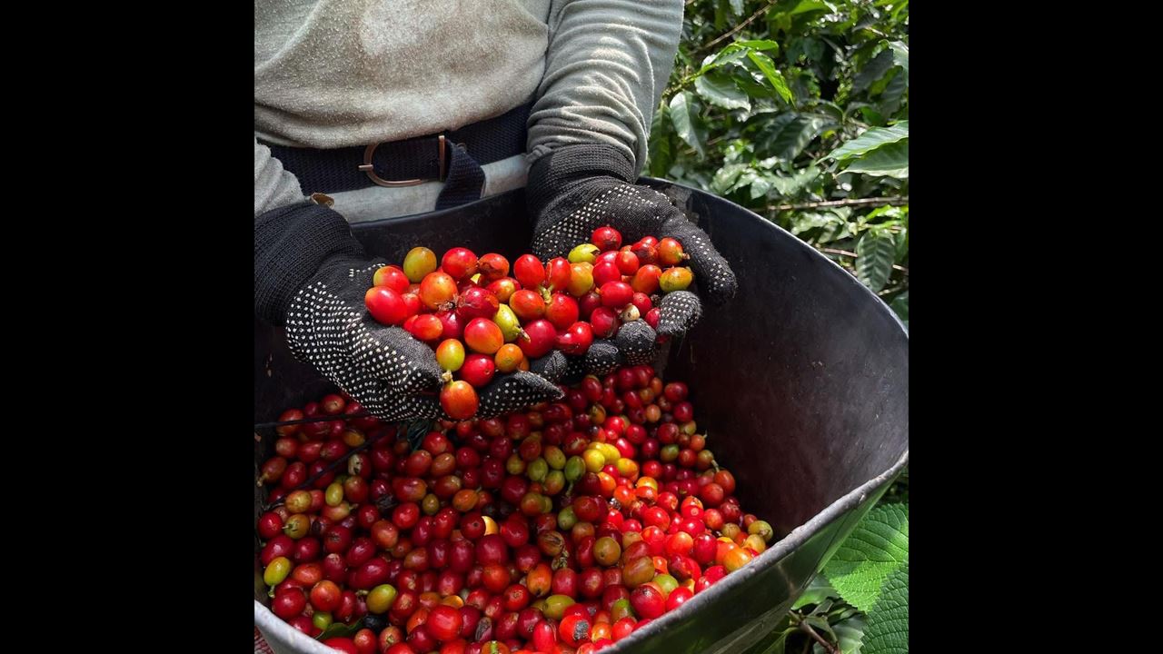 Visit To A Coffee Farm In Quindío foto 4