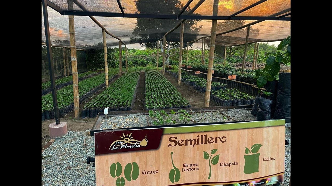 Visit To A Coffee Farm In Quindío foto 2