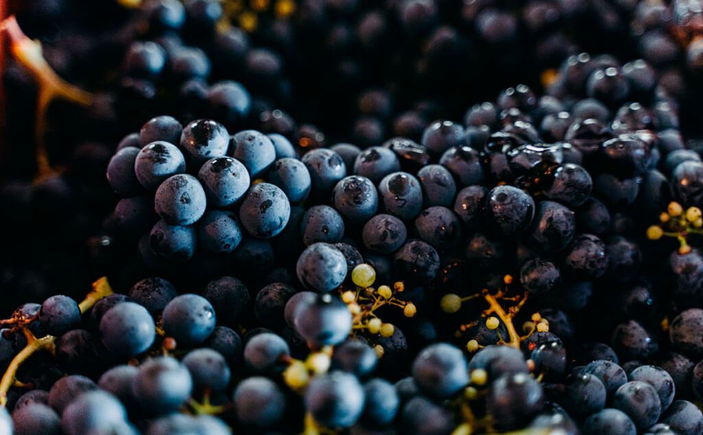 Visita, Degustación Y Almuerzo En Bodega Bouza (2)
