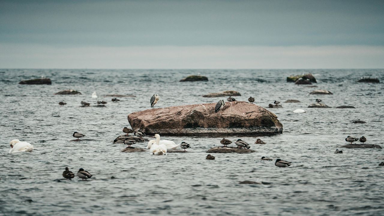 Visita Guiada Al Parque Ciénaga De Mallorquín foto 1