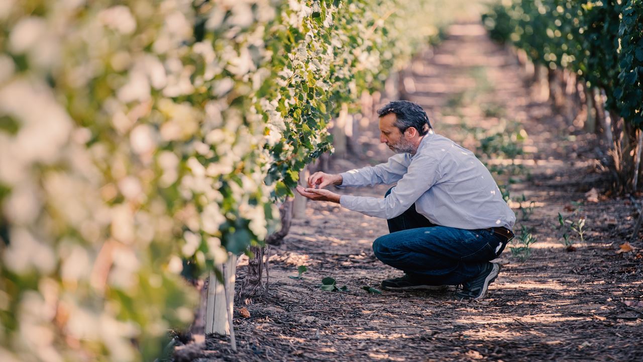 Visita Y Cata De Vinos En Bodega El Esteco foto 4