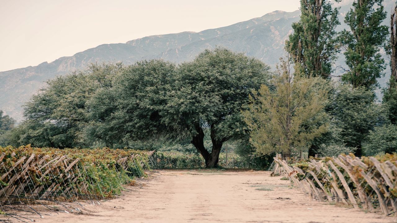 Visita Y Cata De Vinos En Bodega El Esteco foto 8