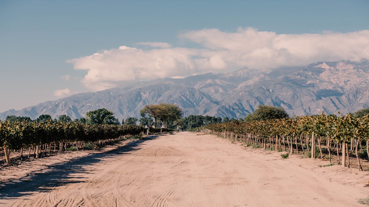 Visita Y Cata De Vinos En Bodega El Esteco foto 3