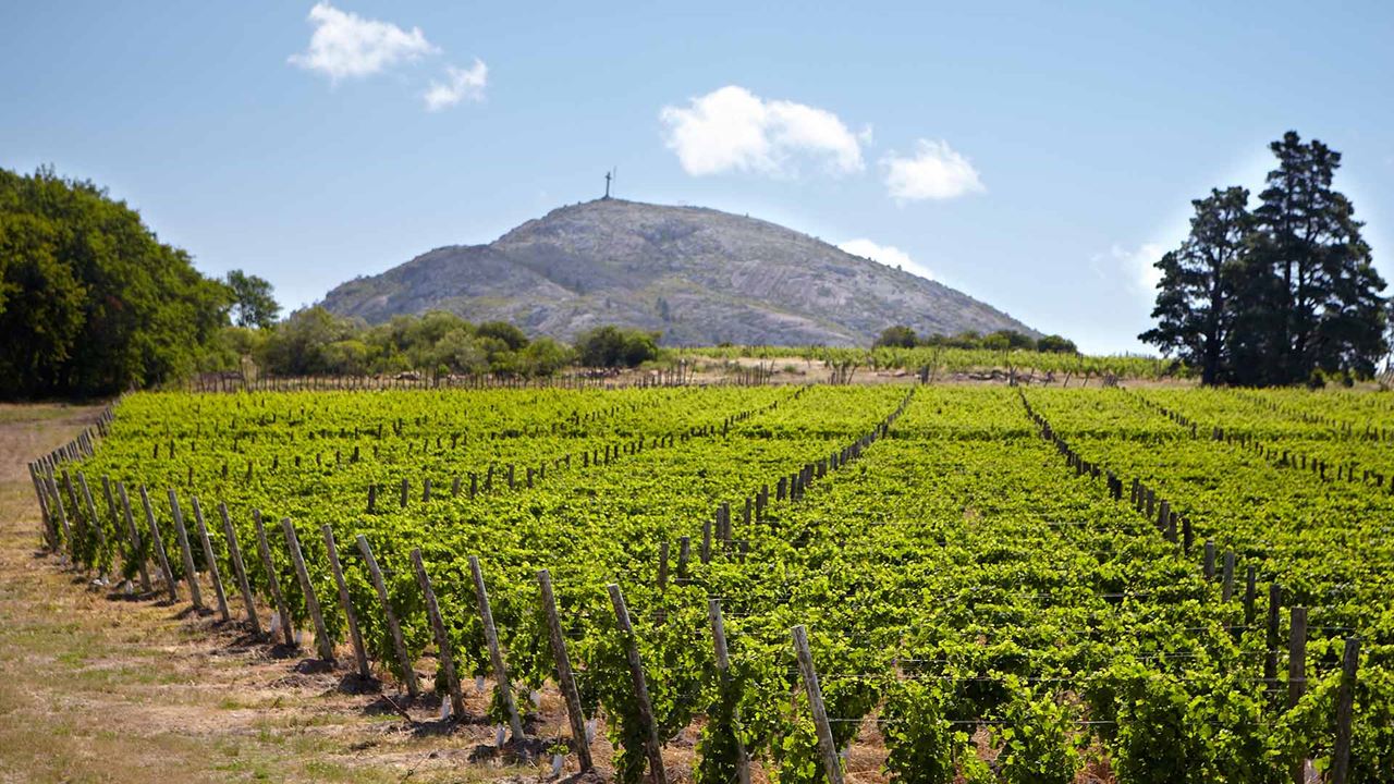 Visita Y Degustación En Bodega Bouza (1)