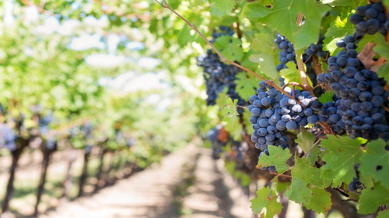 Visita Y Degustación En Bodega Bouza (4)