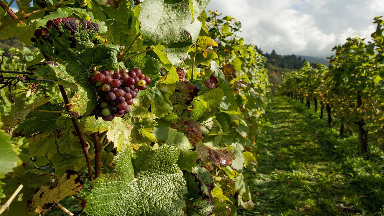 Visita Y Degustación En Bodega Bouza (6)