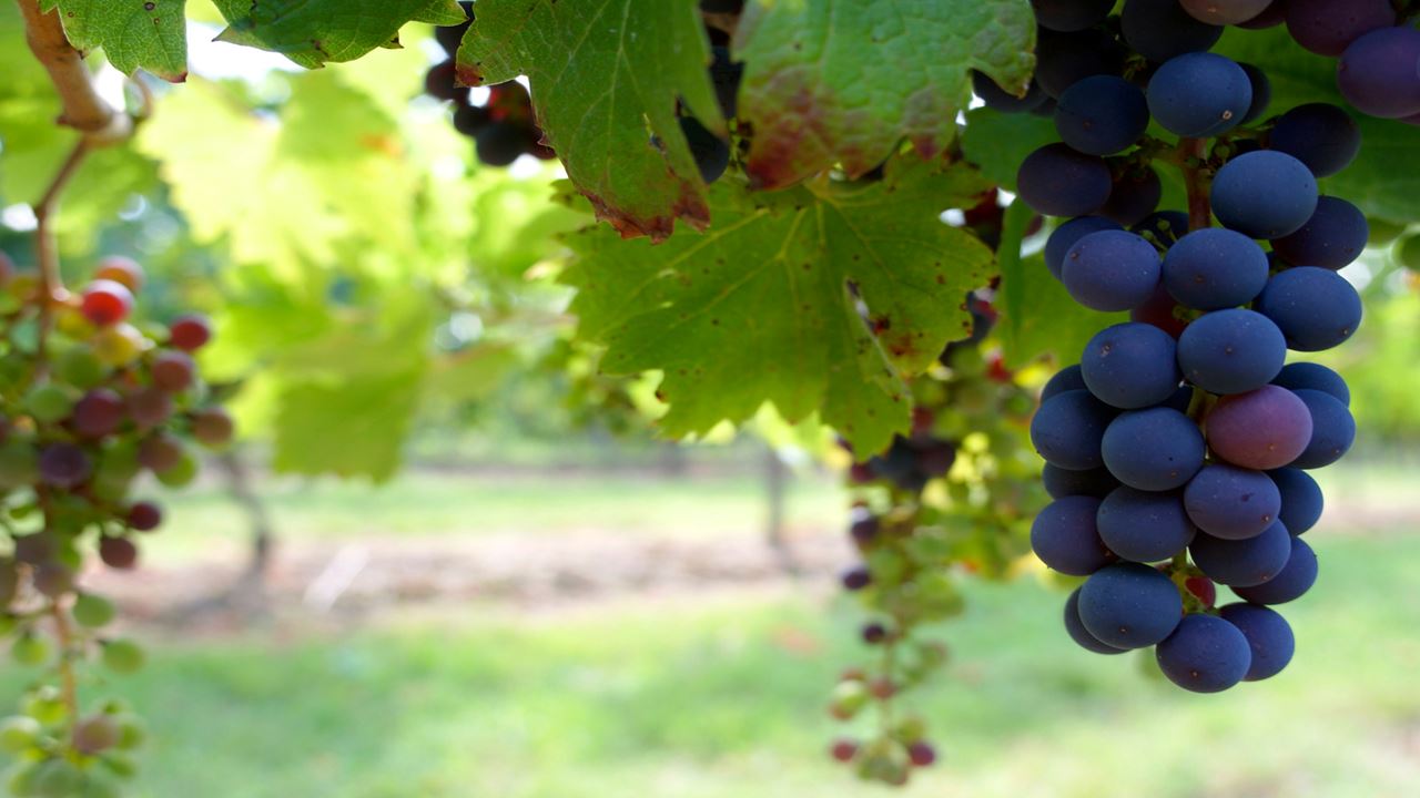 Visita Y Degustación En Bodega Bouza (3)