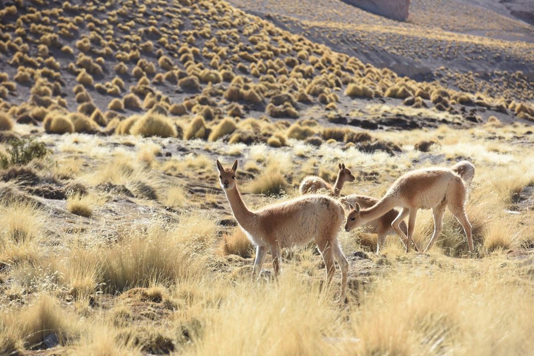 Galán Volcano foto 3
