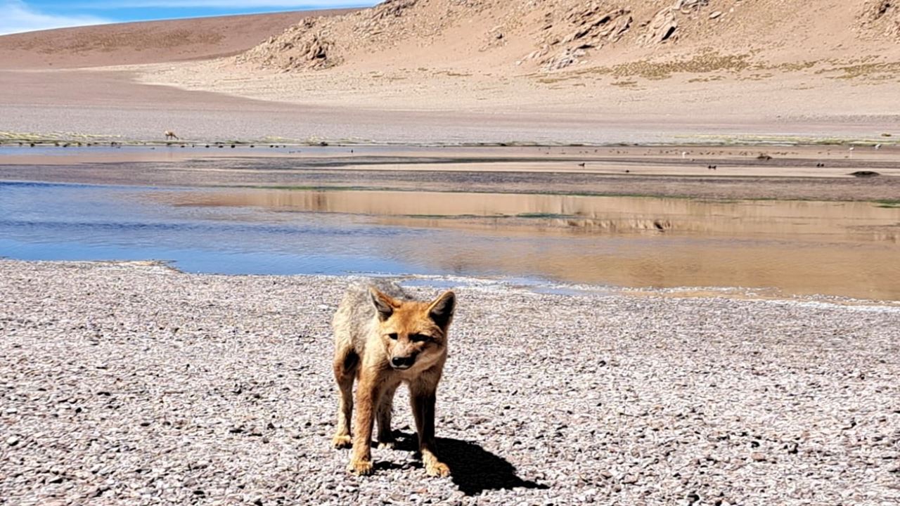 Galán Volcano foto 6