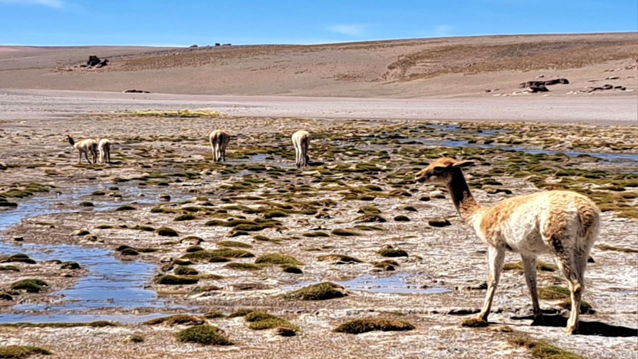 Galán Volcano foto 7