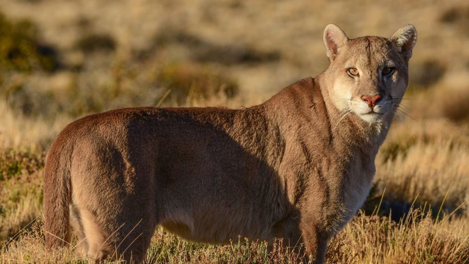 Vuelo En Avion Premium En Perito Moreno Con Avistaje De Pumas foto 4