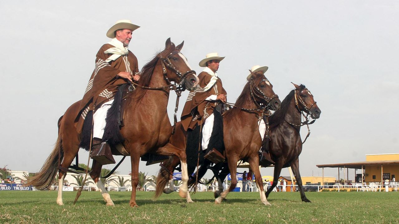 Cavalo Peruano De Paso E Marinera Com Almoço