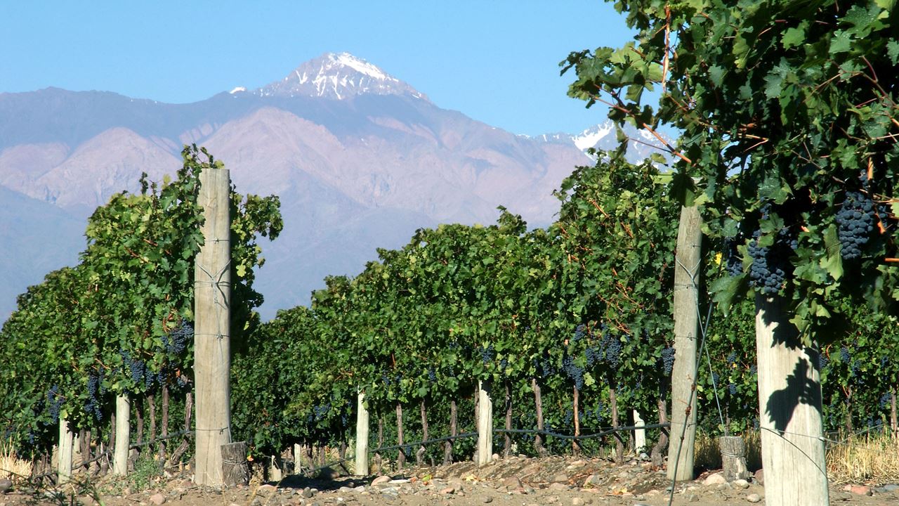 Cata De Vinos Y De Aceite De Oliva