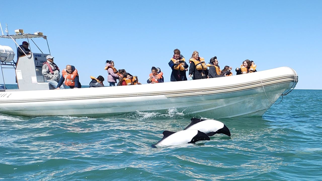 Delfines Y Dinosaurios