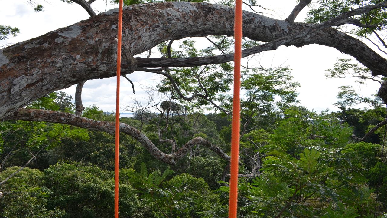 Escalada De Árboles En El Amazonas
