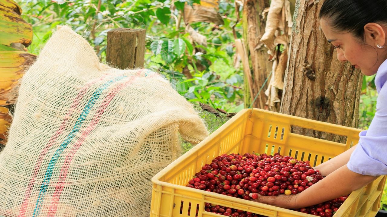 Experiencia Cafetera En Santander
