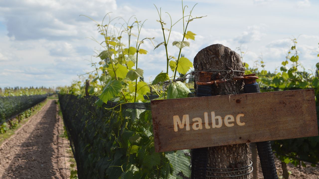 Experiência De Vinhos Em Luján De Cuyo – Grupos Reduzidos