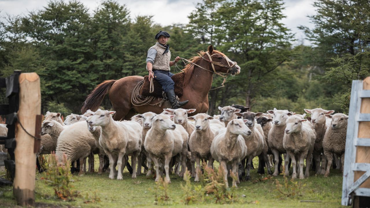 Experience At A Patagonian Ranch: Shearing And Roasting