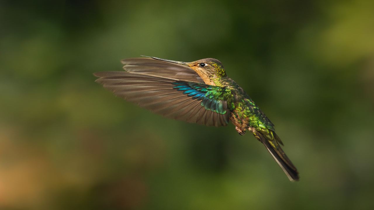 Observación De Aves Abra Malaga Desde Ollantaytambo