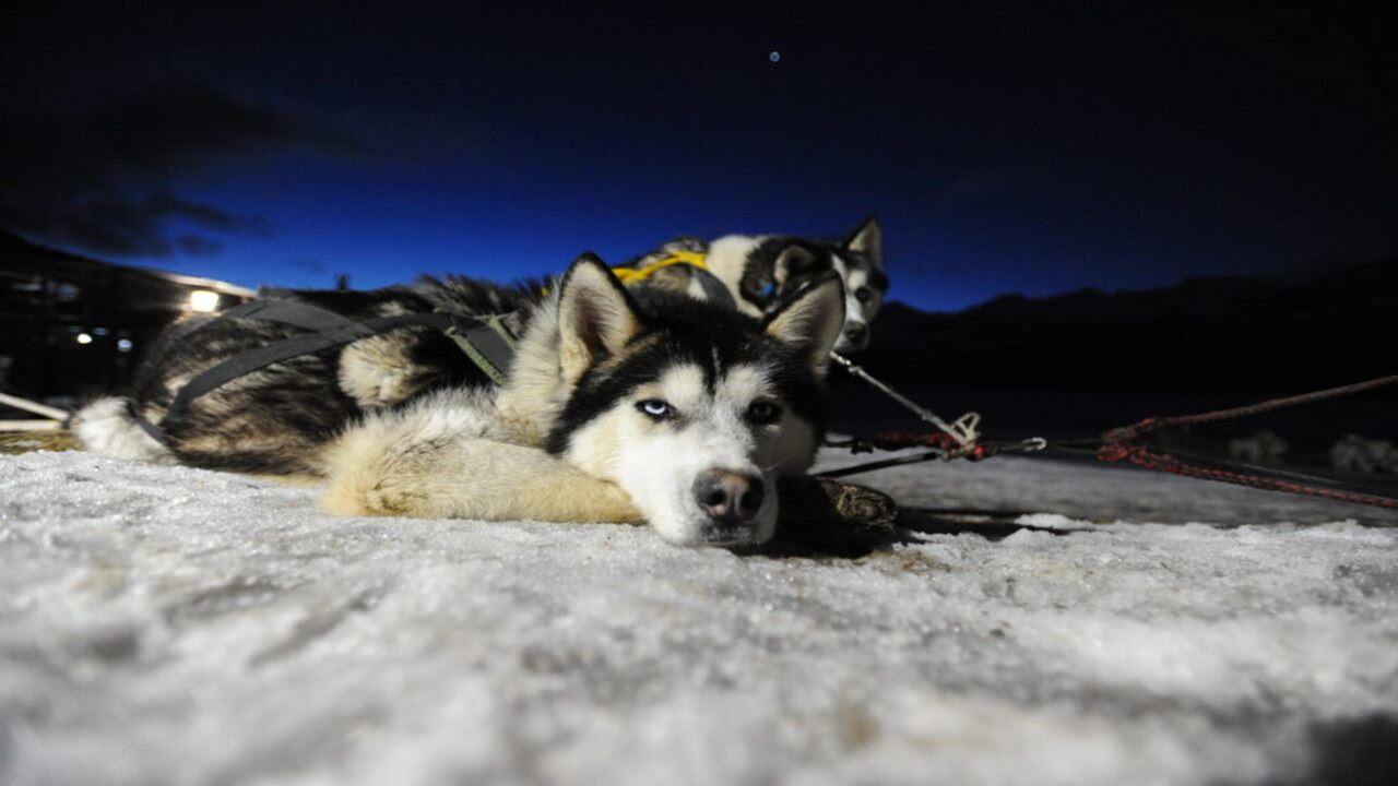Paseo En Trineo, Moto De Nieve Y Raquetas Con Cena