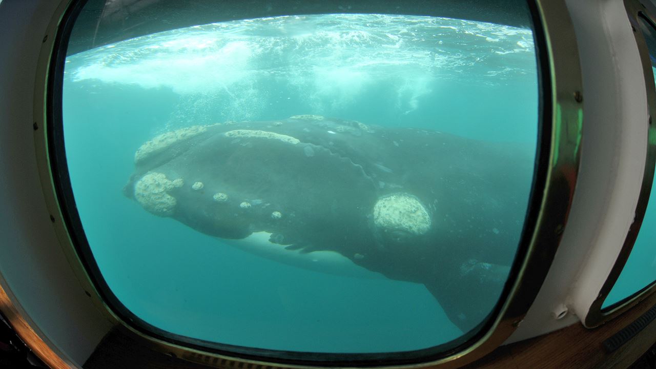Underwater Whale Watching