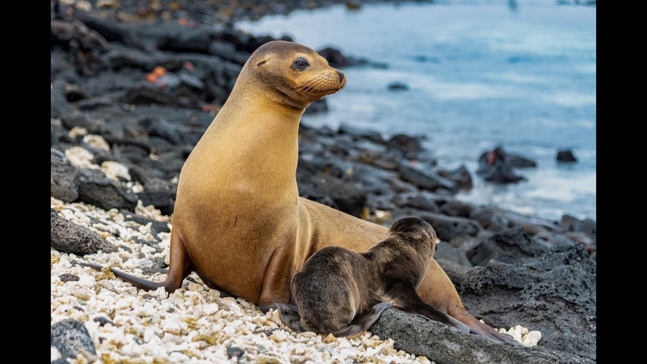 Grande Expédition Aux Galapagos : 8 Jours De Faune Et De Nature