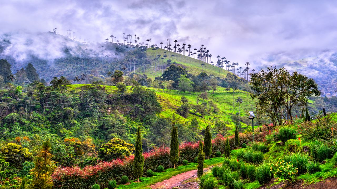 Colômbia Essencial Em 8 Dias: Bogotá E A Região Cafeeira