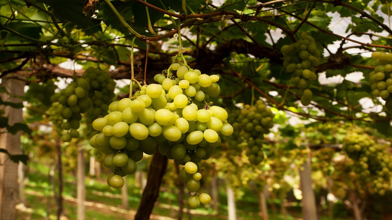 Tour De Uva E Vinho Com Passeio De Trem
