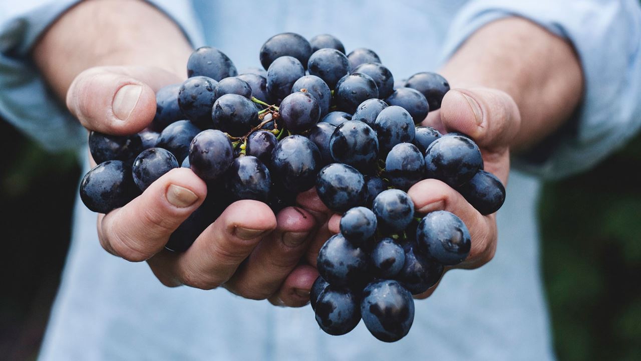 Tour Privado De Vinos Con Enólogo