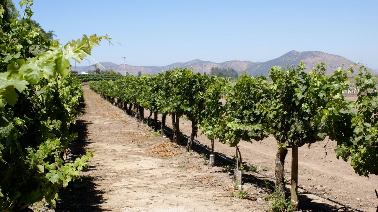 Tour Y Degustación A Viña Concha Y Toro