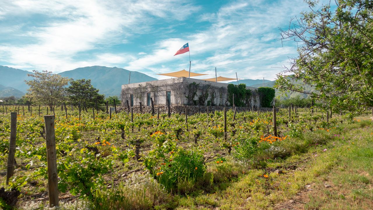 Tour Y Degustacion De Vinos - Valle De Casablanca Viñedos Boutique