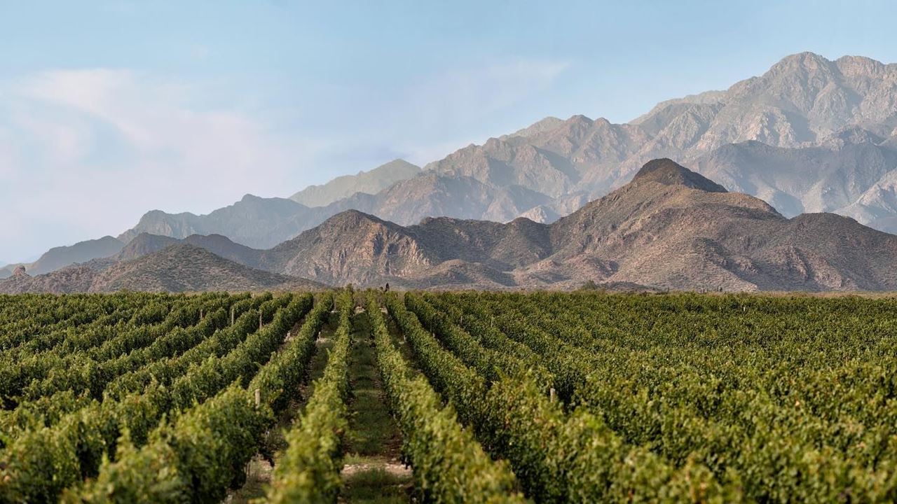 Visita A 3 Vinícolas Com Prova De Vinhos E Almoço Gourmet